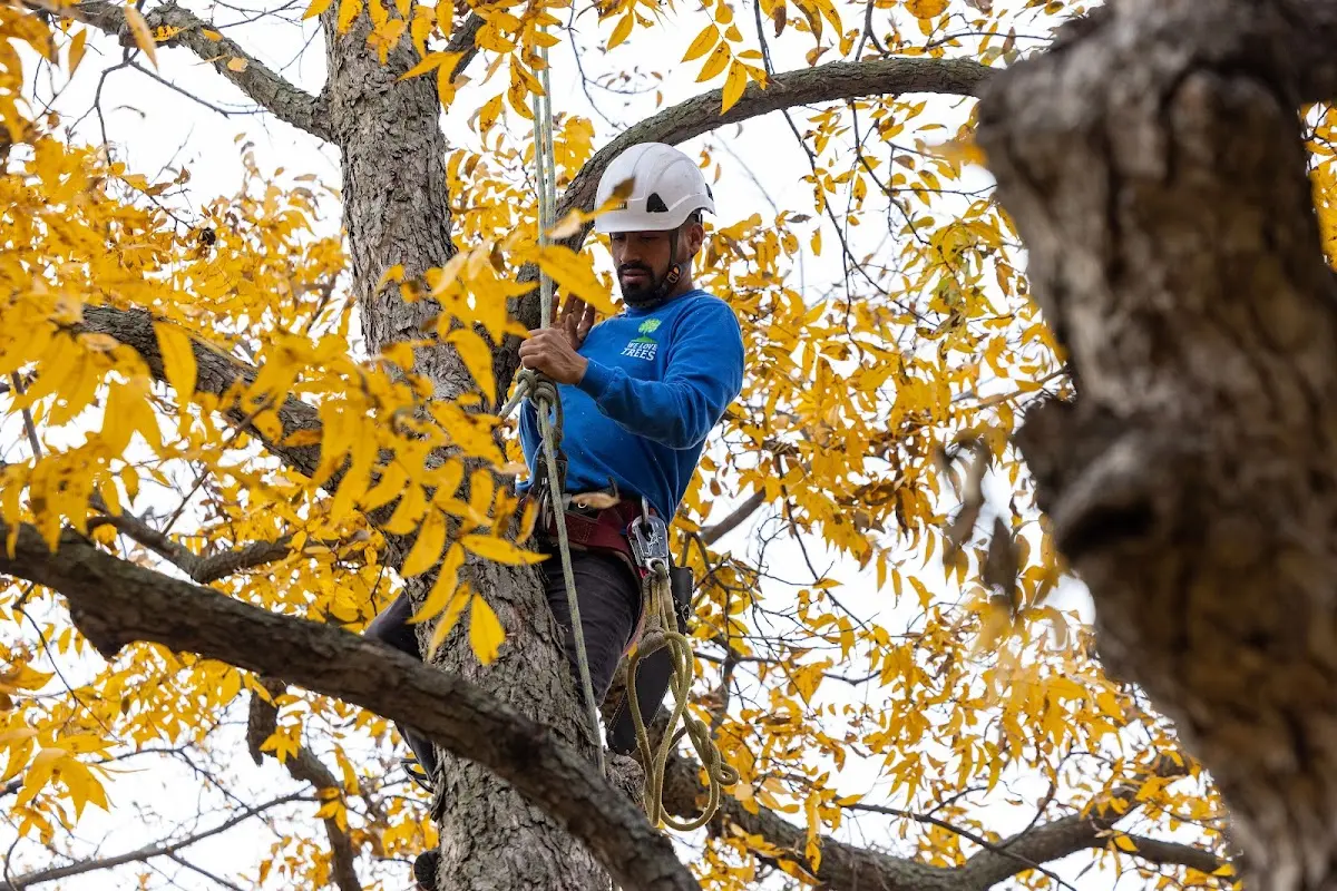 Skilled Storm Damage Cleanup crew working in New Berlin